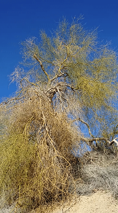 TREES THAT SING PART III