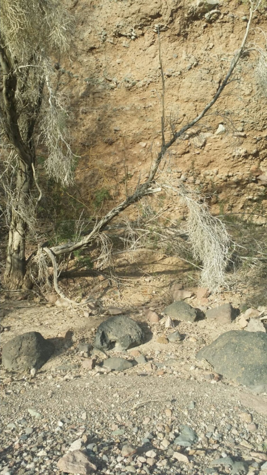 20140118_160856.jpg image