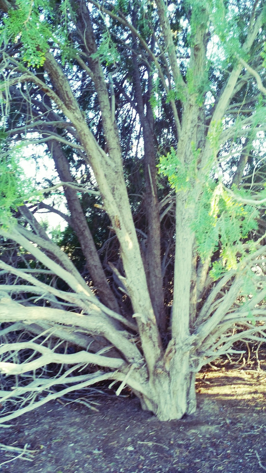 IMG_20140322_054113.jpg image