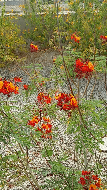 20140527_161855.gif image