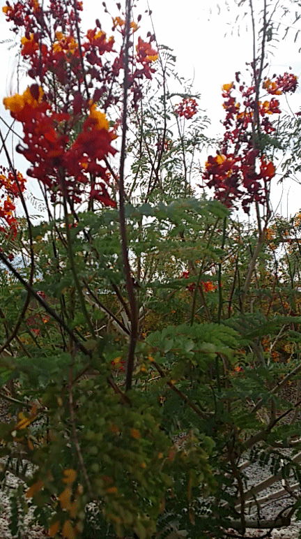 20140527_162005.gif image