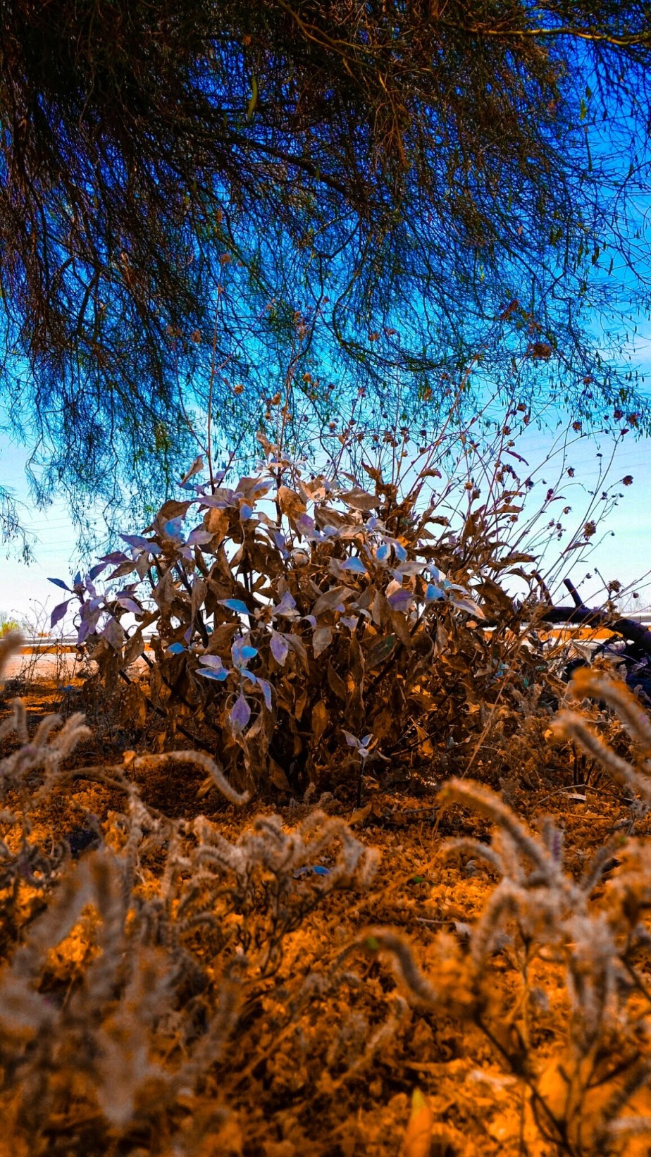 wp-1401427858159 image