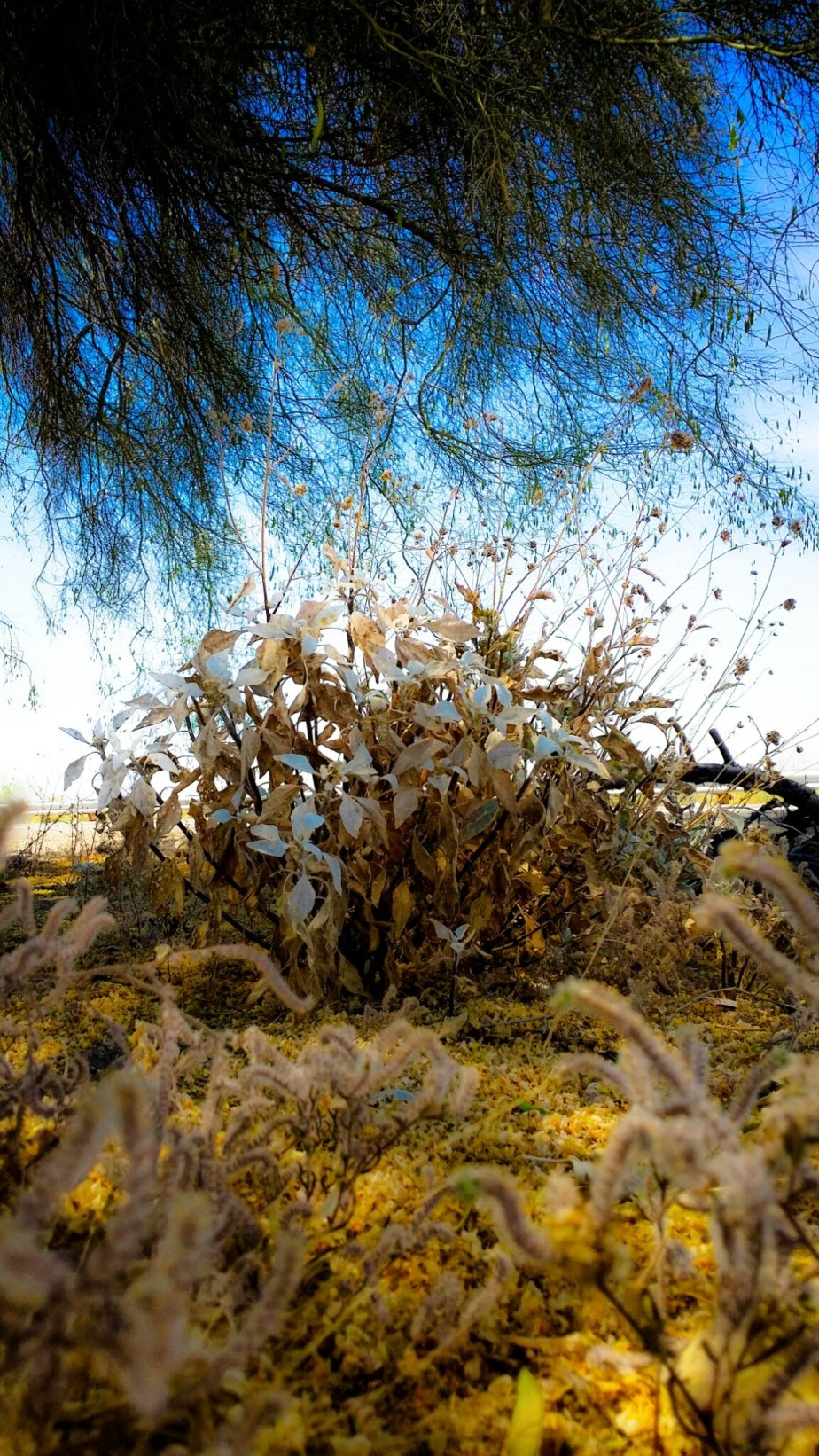 wp-1401427978580 image