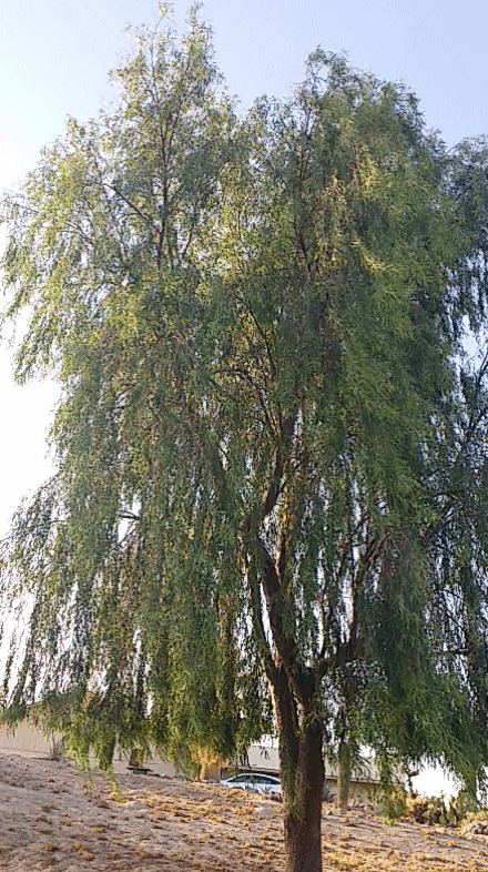 20140617_183025.gif image