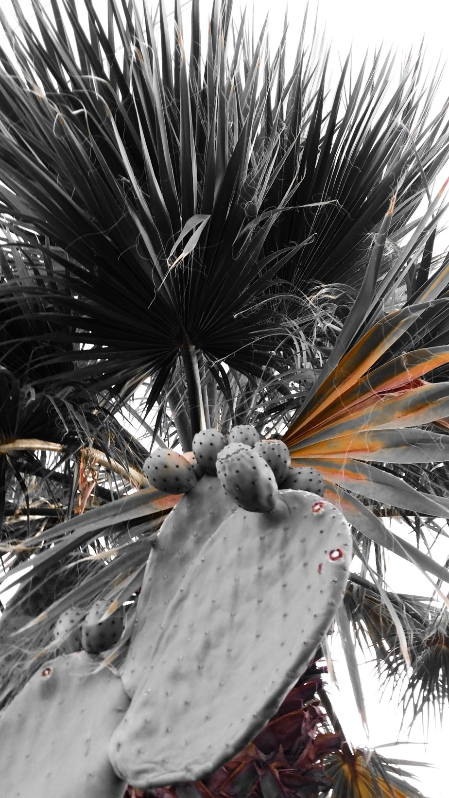 PSX_20140707_195115.jpg image