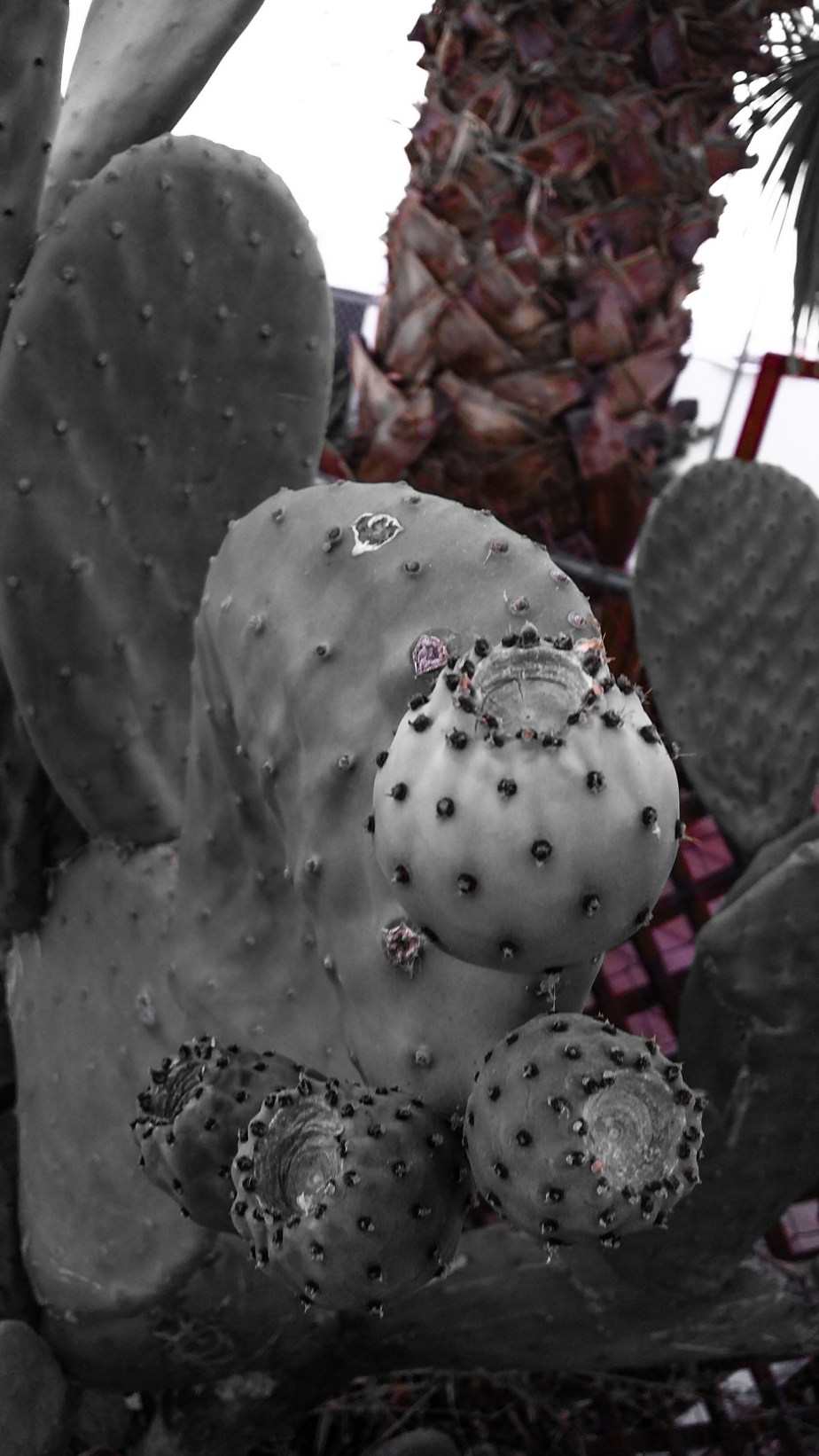 PSX_20140707_195225.jpg image