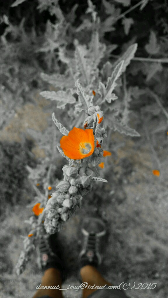 PSX_20150215_234725_wm.jpg image