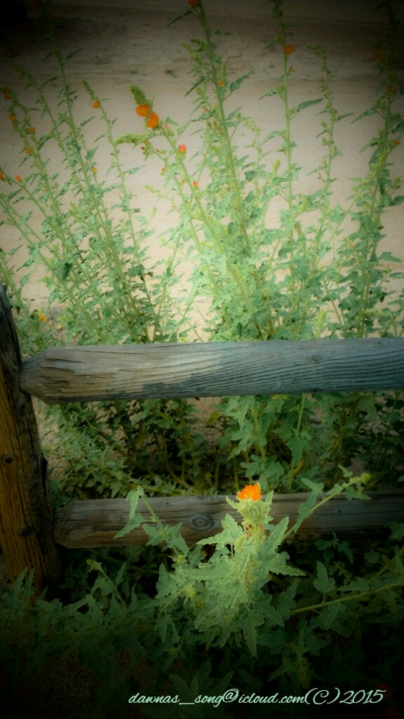 PSX_20150215_234947_wm.jpg image