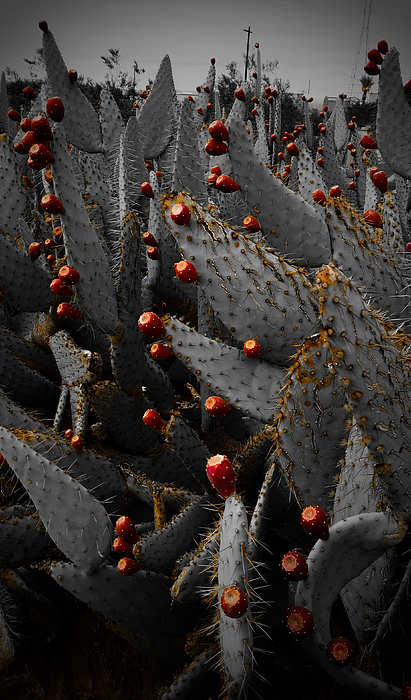 family-reunion-dawna-bowles.jpg image