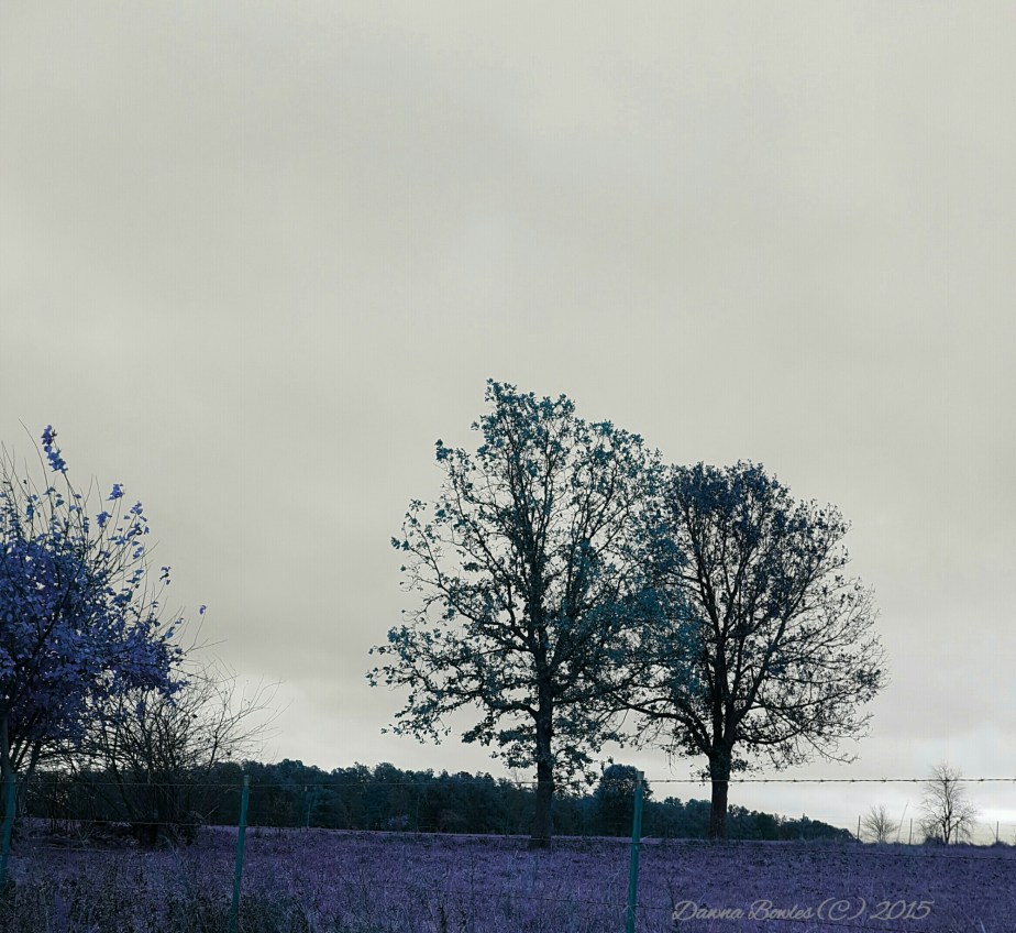 wp-1448513307072 image