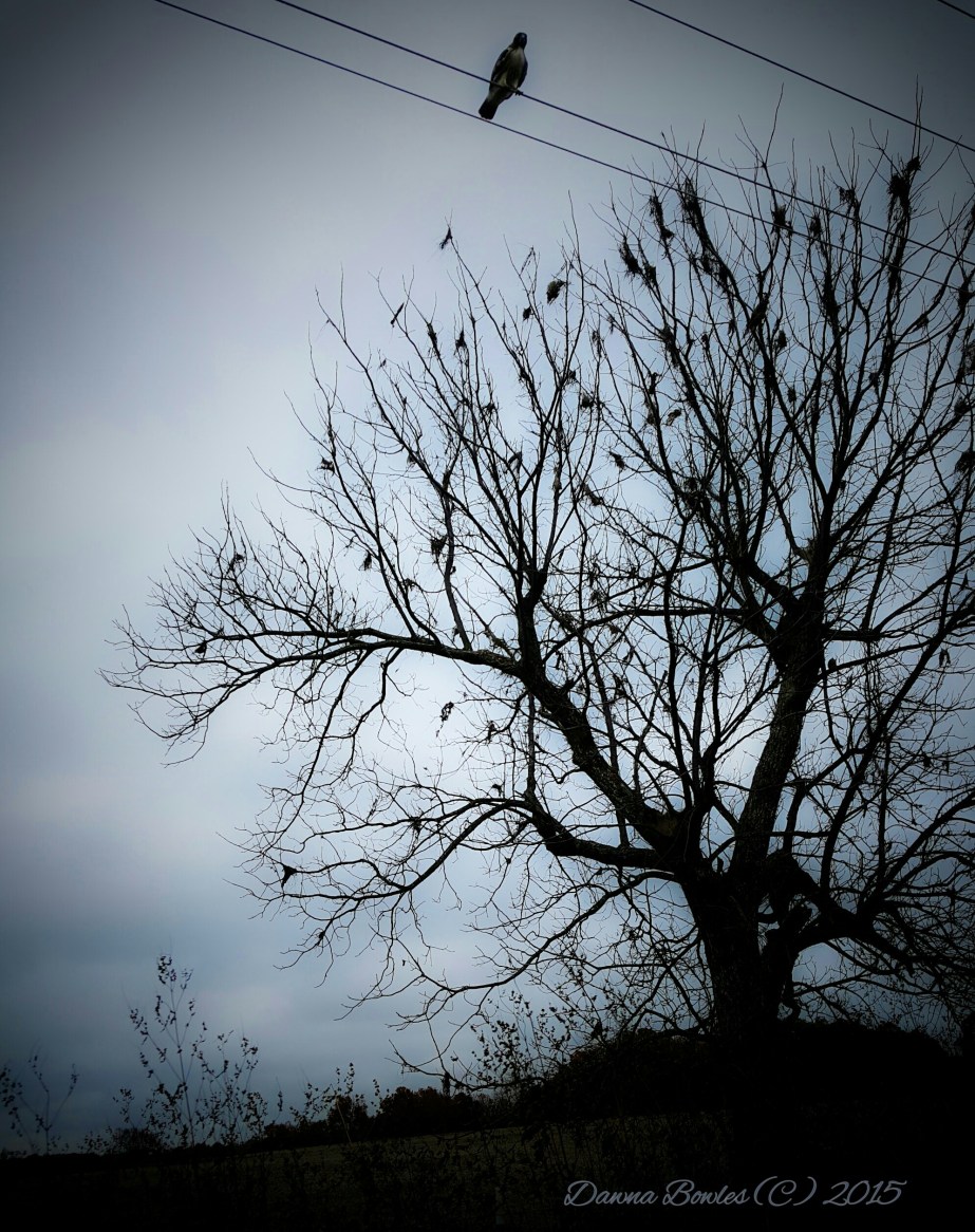 wp-1446763819759 image