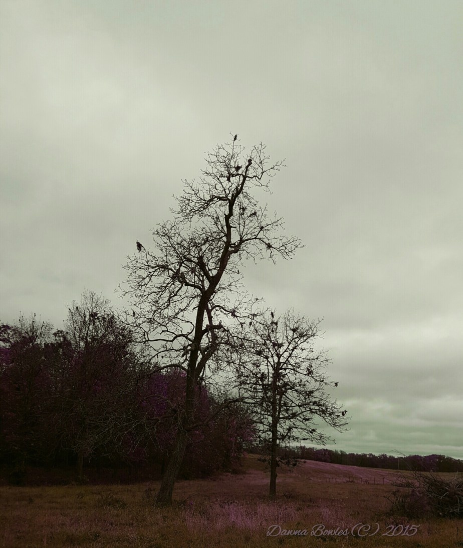 wp-1446780072340 image