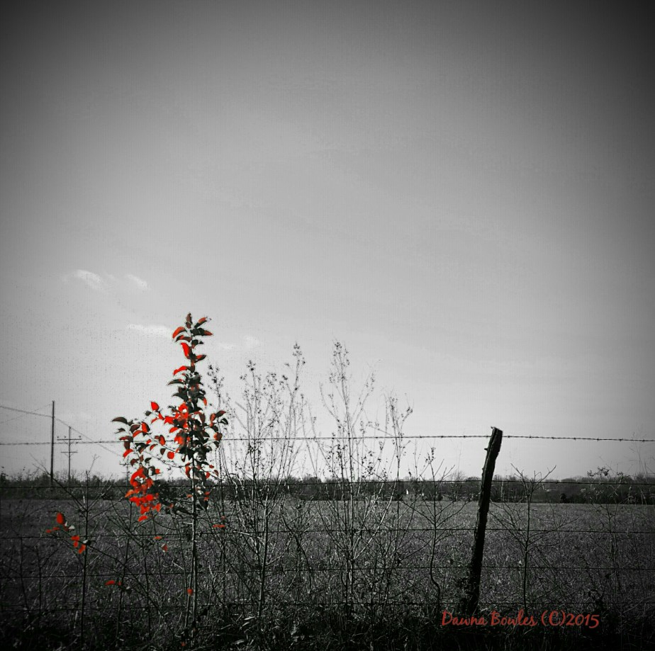 wp-1449086340084 image