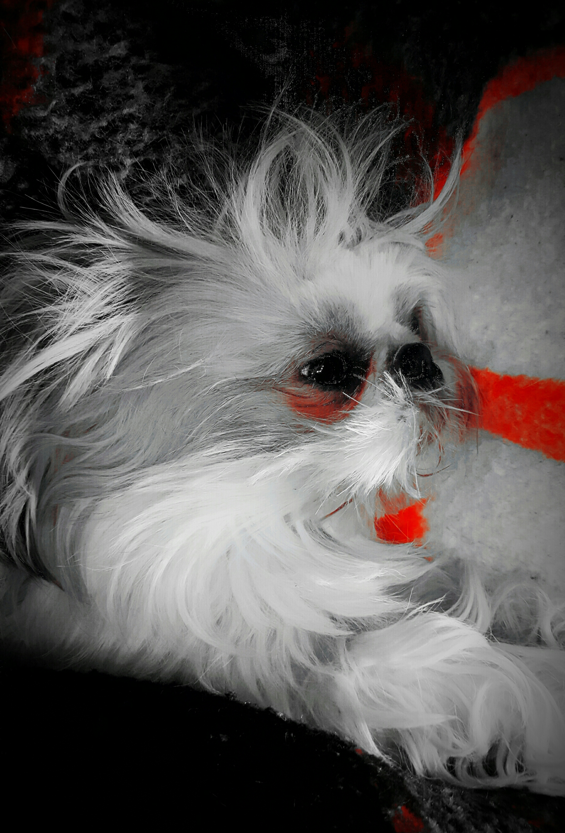 wp-1449883978357 image