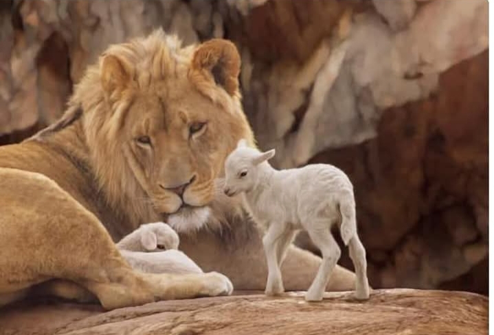 LAMBS BLOOD ANTI-VENOM